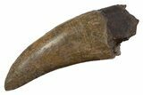 Beastly Serrated Tyrannosaurus (T-Rex) Tooth - Montana #297611-1